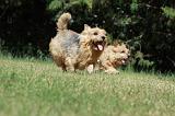 NORWICH TERRIER 100